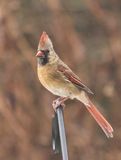 Female Cardinal 