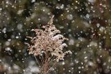 Goldenrod in Winter 