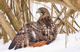 Red-tailed Hawk 