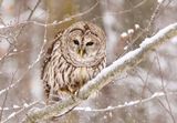 Barred Owl in the Snow 2 