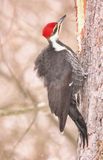 Pileated Woodpecker 2 