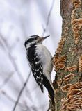 Downy Woodpecker 2 