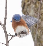 Bluebird Landing  