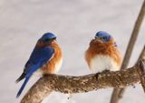 Bluebirds 2  