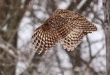 Owl in Flight 
