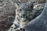 Snow Leopard 