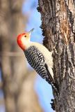Red-bellied Woodpecker 