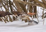 Redtail Takeoff 2 