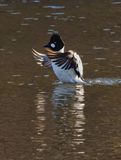 Goldeneye  