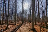 Victoria Woods 