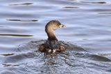 Pied-billed Grebe