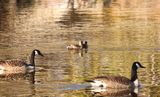 Geese and Grebes  
