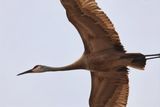 Sandhill Crane 