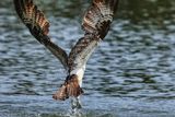 Osprey missed fish 