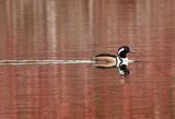Hooded Merganser 