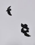 Crows and Raven  