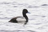 Lesser Scaup 