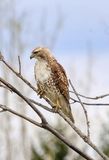 Red-tailed Hawk  
