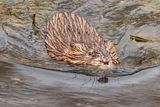 Muskrat 