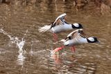 Buffleheads Takeoff  