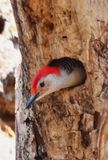 Red-bellied Woodpecker 
