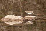 Sandpiper on a Rock  