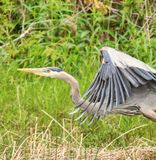 Heron 