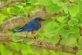 Bluebird 2 