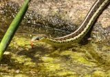 Garter Snake  