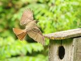 Great Crested Flycatcher 