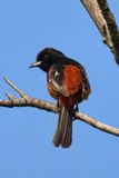 Orchard Oriole  