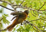 Oriole Nest  