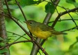  Mourning Warbler 