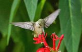 Hummingbird  