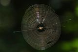 Web R.jpg