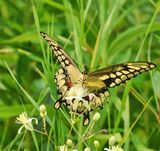 Swallowtail Butterfly 