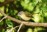 Female Redstart 