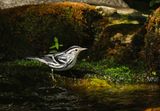 Black and White Warbler