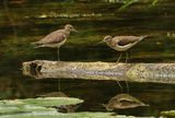 Sandpipers  