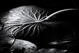 Lily Pads 