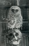 The Bird of Wisdom 