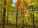 Walk in the Woods 2  