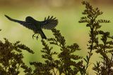 Kinglet Silhouette