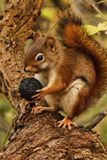 Squirrel and Walnut 