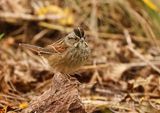 Swamp Sparrow 