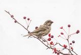 Fox Sparrow 