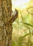 Brown Creeper 