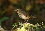 Swainsons Thrush 