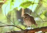 Gray-cheeked Thrush 