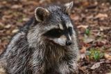 Raccoon 